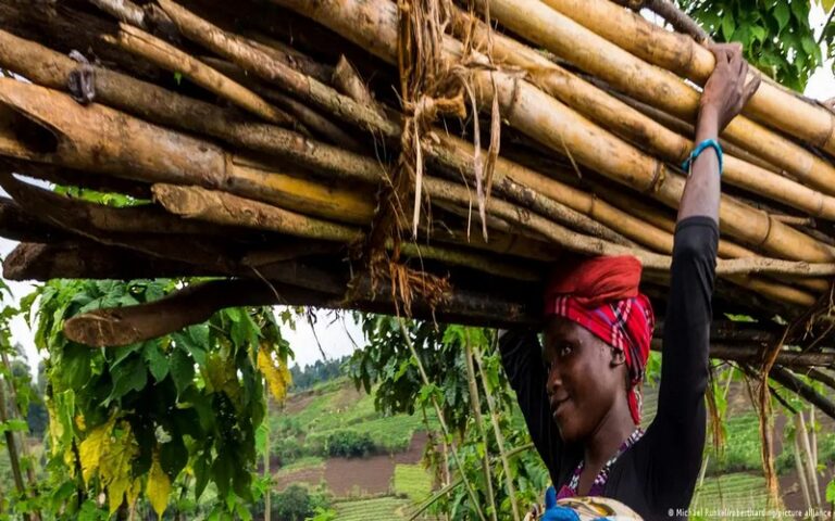 Dans le parc des Virunga, les raisons de la déforestation