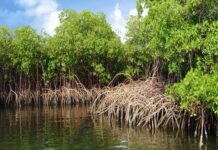 La gouvernance communautaire des forêts et mangroves au menu d’un festival organisé à Kadioubé (Sénégal)