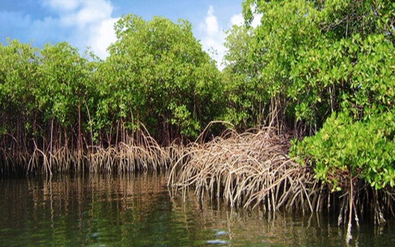 La gouvernance communautaire des forêts et mangroves au menu d’un festival organisé à Kadioubé (Sénégal)