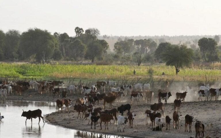 Le Sénégal annonce une « actualisation » de la loi d’orientation agrosylvopastorale