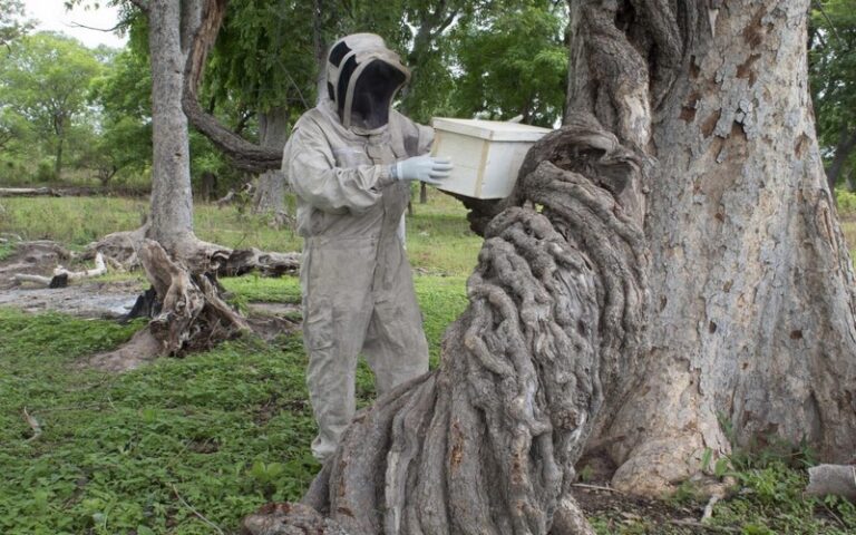 Le coordonnateur de l’association des apiculteurs de la région de Ziguinchor plaide pour l’intégration de l’apiculture dans les pratiques agro-écologiques