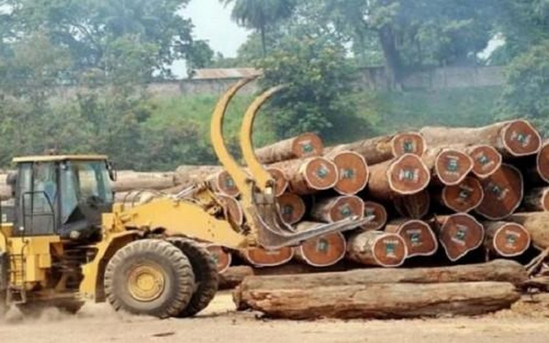 Les exportations de grumes ont baissé de 20% en 2023 au Cameroun