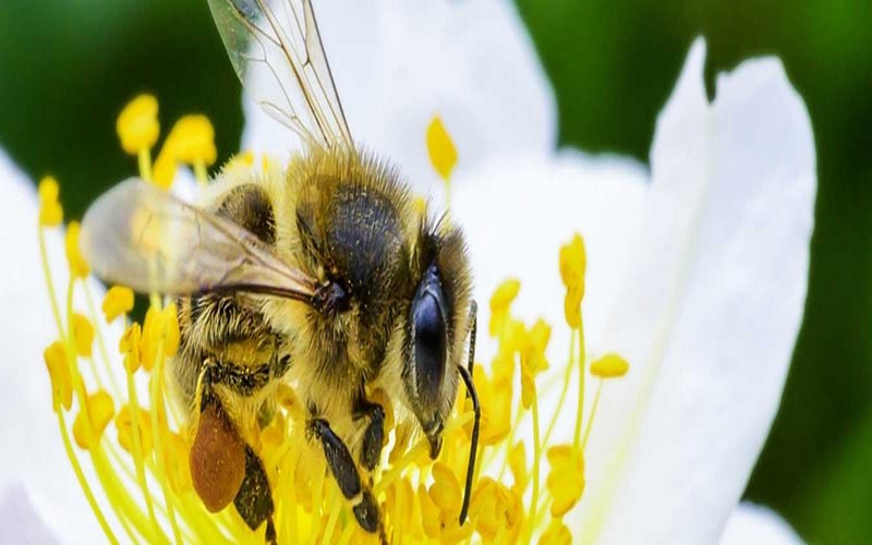 Notre sécurité alimentaire, notre nutrition et la santé de notre environnement dépendent des abeilles et des pollinisateurs, selon l’ONU