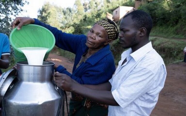 Production de lait frais : Le Kenya enregistre une perte record de 290 000 tonnes en 2023