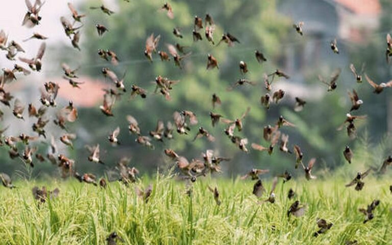 Sénégal : La Direction de la protection des végétaux lance des opérations de lutte aviaire lancées à Richard-Toll