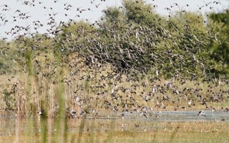 Sénégal : Le gouverneur de la région Saint-Louis préside une réunion du comité régional de lutte anti-aviaire