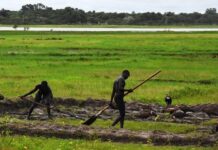 Sénégal : Une table ronde sur les obstacles à l’accès des jeunes à la terre organisée à Ziguinchor