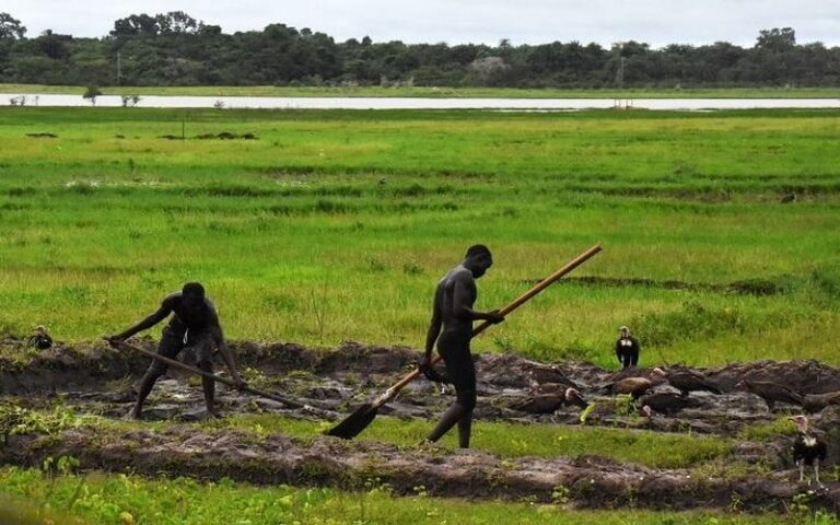 Sénégal : Une table ronde sur les obstacles à l’accès des jeunes à la terre organisée à Ziguinchor