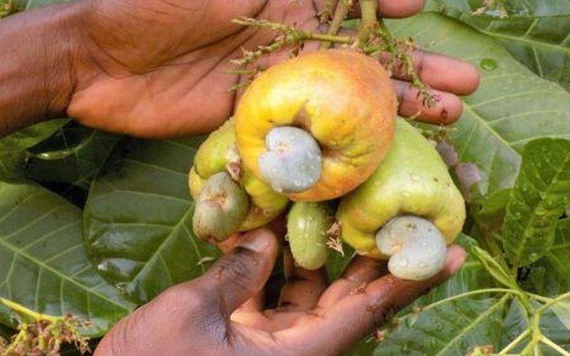 Un rapport de la Banque mondiale souligne une hausse de 8,3 % de la production de noix de cajou en 2023 en Guinée-Bissau  