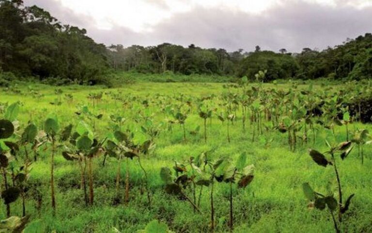 Vers un classement de la forêt de Matam (Sénégal) de près de 2 000 hectares