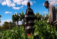 Stratégie 2024-2029 de la BAD : Soutien aux chaînes de valeur agricoles et aux infrastructures énergétiques et de transport au Burundi