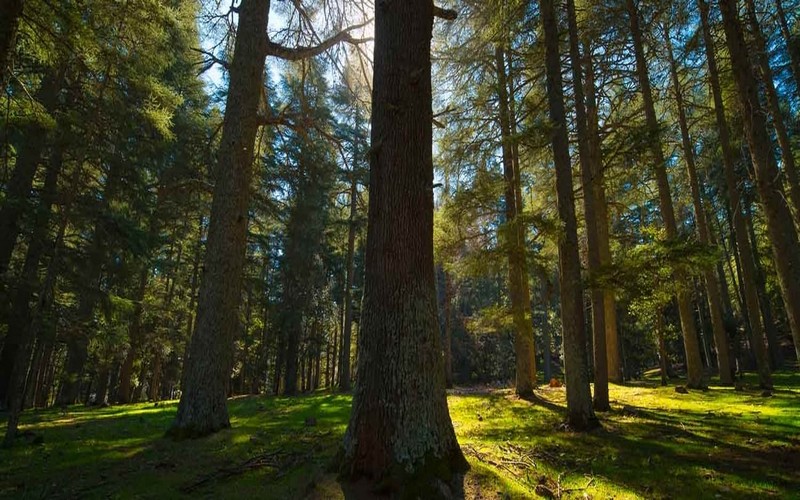 La BAD finance la valorisation des forêts, la préservation de l’eau et de la biodiversité et la favorisation de l’inclusion des populations rurales