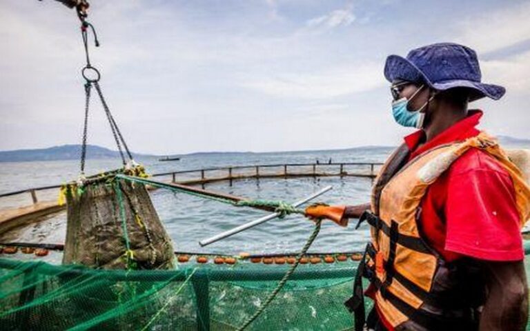 La production aquacole mondiale surpasse pour la première fois les captures de pêche en 2022, selon la FAO