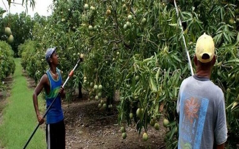 Le ministre Sénégalais de l’Environnement affirme que les arbres fruitiers seront au cœur de la Journée mondiale de l’arbre