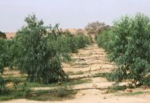 Lutte contre la désertification : Où en est-on avec le projet de la Grande muraille verte ?