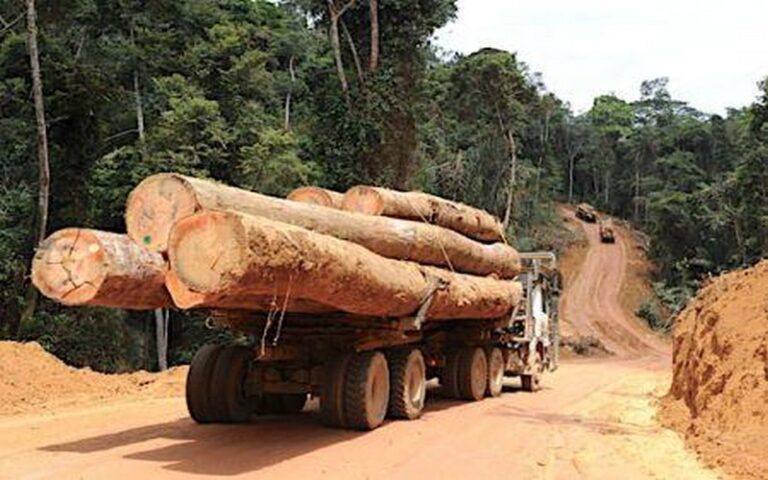 Pourquoi le bassin du Congo peine à interdire l&rsquo;exportation de grumes (rapport)