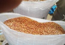 Sénégal : La DRDR évalue le taux de mise en place des semences d’arachide à 27% dans la région de Kaffrine