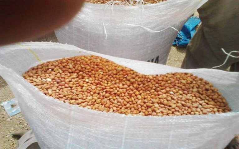 Sénégal : La DRDR évalue le taux de mise en place des semences d’arachide à 27% dans la région de Kaffrine