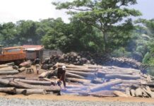 Sénégal : Le directeur général de l’ASERGMV appelle les jeunes à s’activer contre la déforestation et les feux de brousse