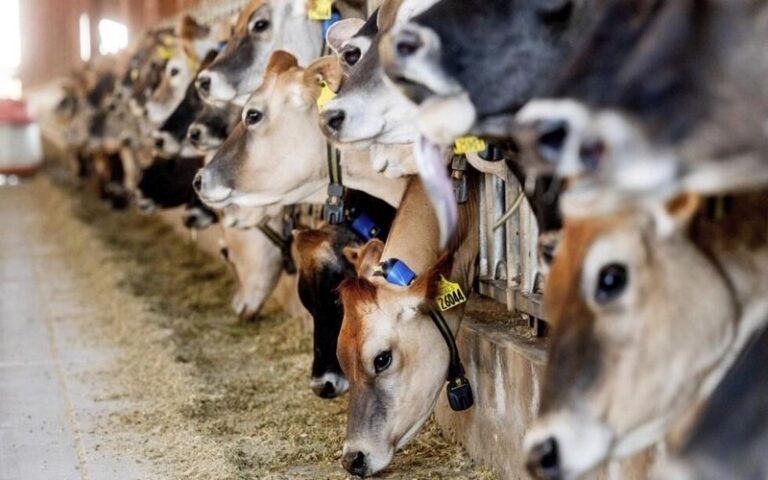 Une méga-ferme pour répondre à l&rsquo;ambition laitière de l&rsquo;Est libyen