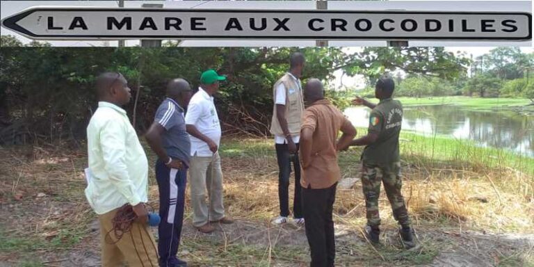 Sénégal : Reportage  sur la  visite de presse à la mare aux crocodiles de la commune de Dialambéré (région de Kolda)