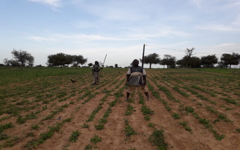 CICODEV Afrique présente un projet axé sur le renforcement de la production et la consommation de produits agroécologiques au Sénégal     