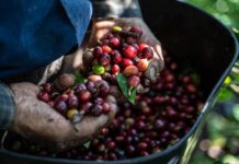 Côte d’Ivoire : La DPPSE la chute de 61,6% de la production de café, vers une pénurie du robusta ?