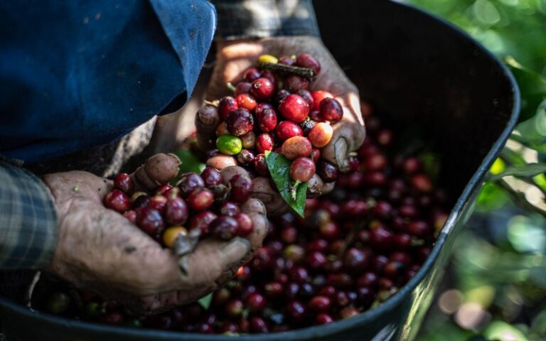 Côte d&rsquo;Ivoire : La DPPSE la chute de 61,6% de la production de café, vers une pénurie du robusta ?
