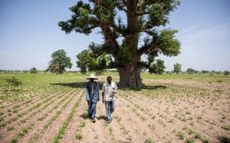 Environnement : Grâce à l’augmentation du couvert forestier, les paysages africains secs reprennent vie