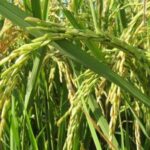 Financement de la filière riz : La Côte d’Ivoire et ses partenaires visent à mobiliser 1,3 milliard $
