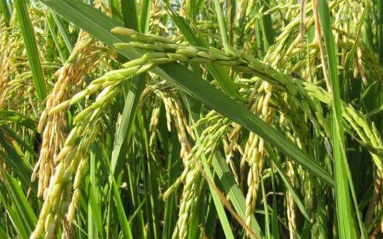 Madagascar ambitionne d&rsquo;augmenter de 100 000 hectares la surface consacrée à la culture du riz en 2025