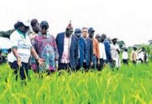 Le Gabon se lance dans la production de semence de riz plus adaptées aux sols locaux