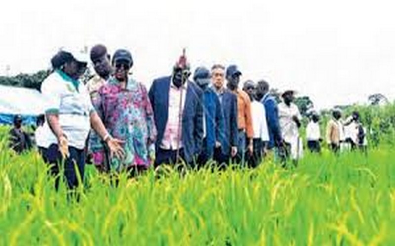 Le Gabon se lance dans la production de semence de riz plus adaptées aux sols locaux