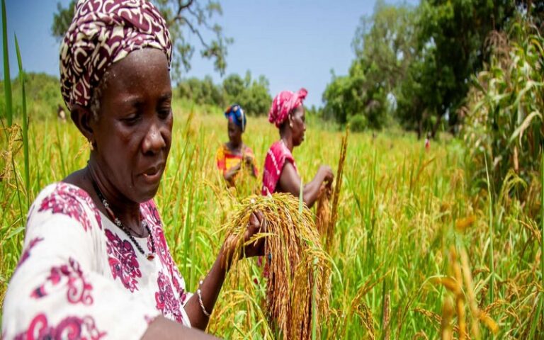 Le Groupe de la BAD accorde un prêt de 260 millions de dollars pour renforcer le secteur agricole et ses chaînes de valeur en RDC