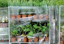 Le directeur Sénégalais de l’horticulture plaide pour une meilleure organisation de la filière horticole ornementale