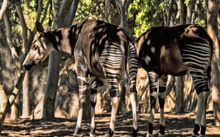 L&rsquo;exploitation minière menace une réserve à Okapis d&rsquo;Ituri en RDC