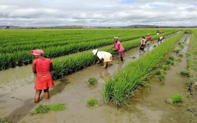 Perspectives agricoles de l’OCDE et de la FAO : Les économies émergentes continueront d’exercer une influence déterminante sur les marchés agricoles