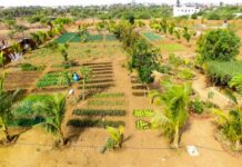 Sénégal : 38 producteurs sélectionnés pour le projet de mise en place des fermes agroécologiques à Mbane