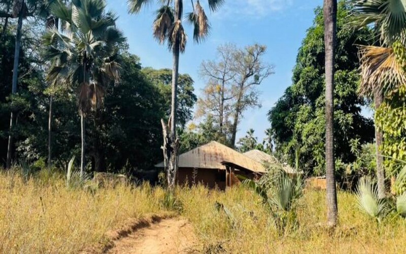 Sénégal – Forêt de Niamone : Les présumés auteurs de morcellement foncier arrêtés