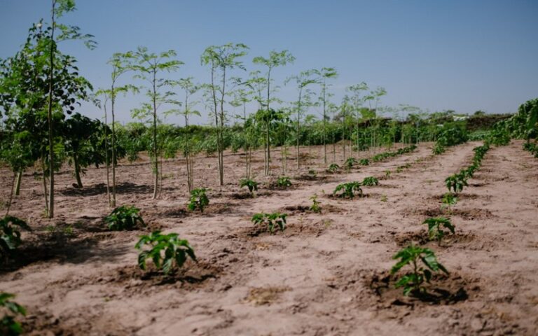 Sénégal : Le CLES lance une opération de plantation de 5 000 arbres à Louga