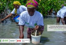 Sénégal : Vert le reboisement de 10 hectares de mangrove à Sédhiou