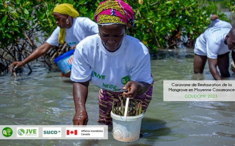 Sénégal : Vert le reboisement de 10 hectares de mangrove à Sédhiou