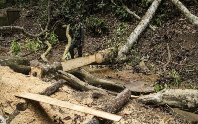 Sierra Leone : Les gardiens de la forêt tropicale de Kambui livrent un combat inégal contre les chercheurs d&rsquo;or et la déforestation