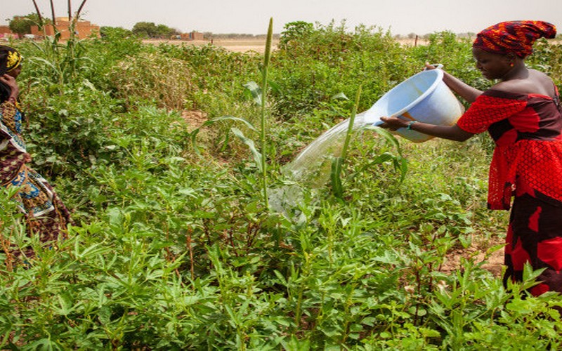 Mauritanie : Un don de la BAD pour renforcer la résilience des maraîchers féminins, valoriser les produits agricoles et augmenter les revenus des femmes rurales
