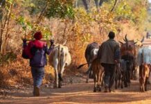 Afrique de l’Est : Un programme de la FAO et de l’UE vise à visant à renforcer la résilience aux effets du changement climatique de l’agropastoralisme