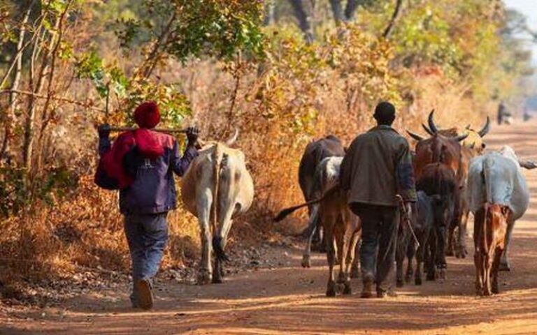 Afrique de l’Est : Un programme de la FAO et de l’UE vise à visant à renforcer la résilience aux effets du changement climatique de l’agropastoralisme