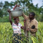 ENABEL contribue au renforcement des filières agricoles grâce aux innovations numériques au Bénin