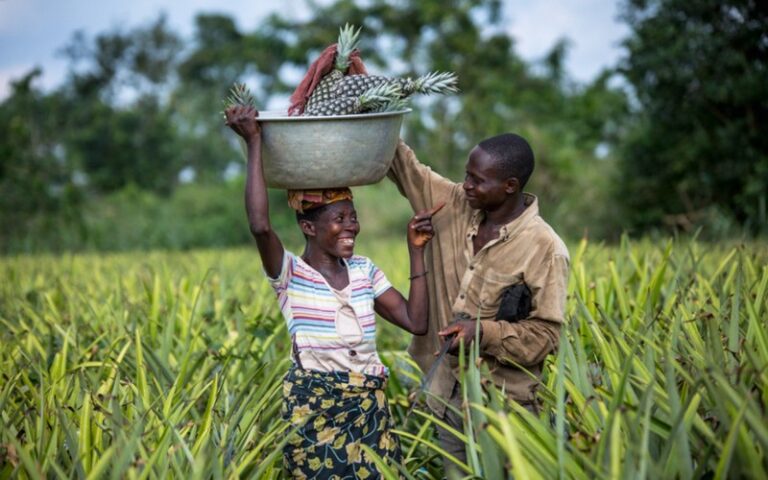 ENABEL contribue au renforcement des filières agricoles grâce aux innovations numériques au Bénin