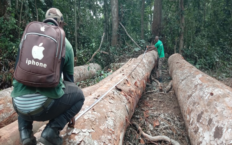 Un Membre de la Délégation Spéciale en charge du Conseil Départemental impliqué dans une affaire d’exploitation forestière illégale au Gabon