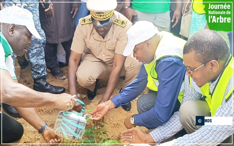 Journée nationale de l’arbre au Sénégal : Le lien entre le reboisement et la souveraineté pharmaceutique mis en exergue